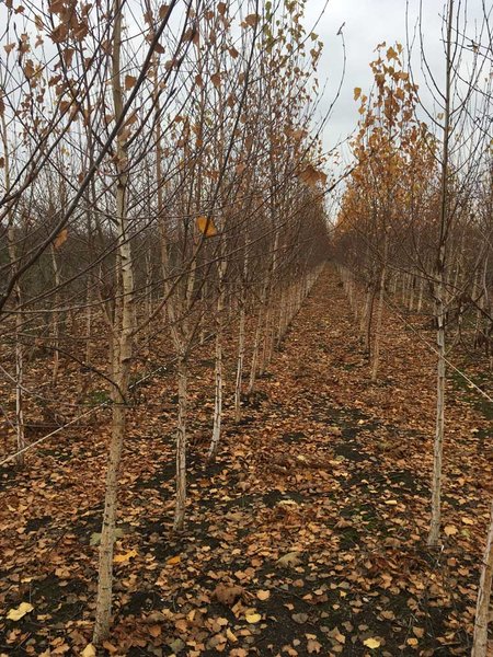 Puieti de mesteacan, tei, platan